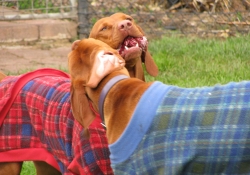 AUG 10 CUST PICTS 2 144