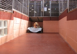 dog in kennel