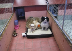 two dogs in kennel
